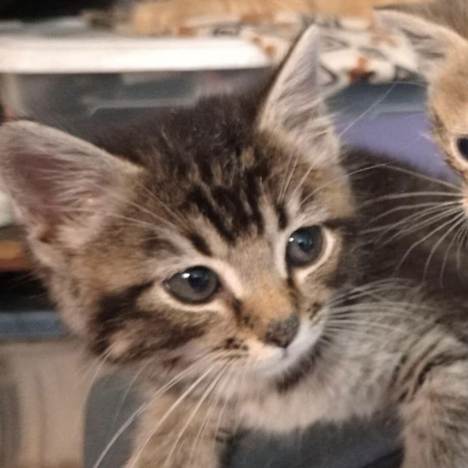 Joanie, a Adoptable Tabby image 2/3