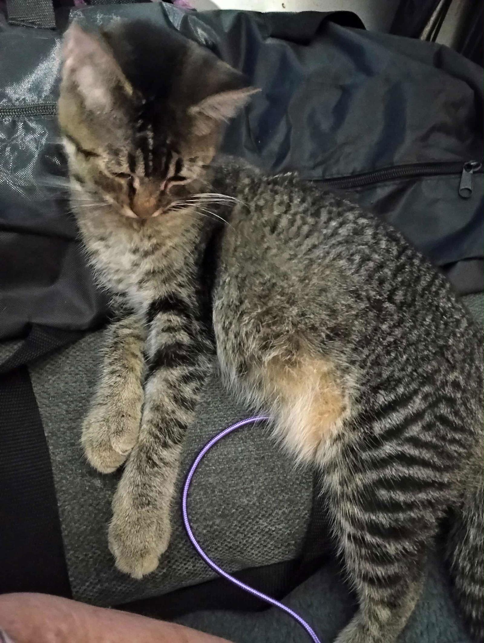 Joanie, a Adoptable Tabby image 3/3