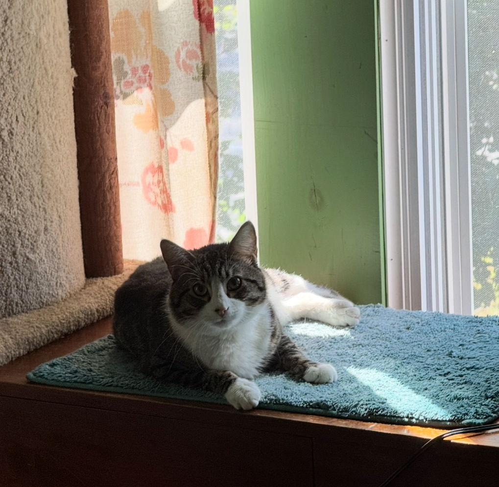 Enlarge Enzo Millions, a Adoptable Domestic Short Hair in Woodbury, NJ image 1/3