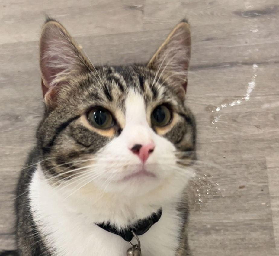 Enlarge Enzo Millions, a Adoptable Domestic Short Hair in Woodbury, NJ image 2/3