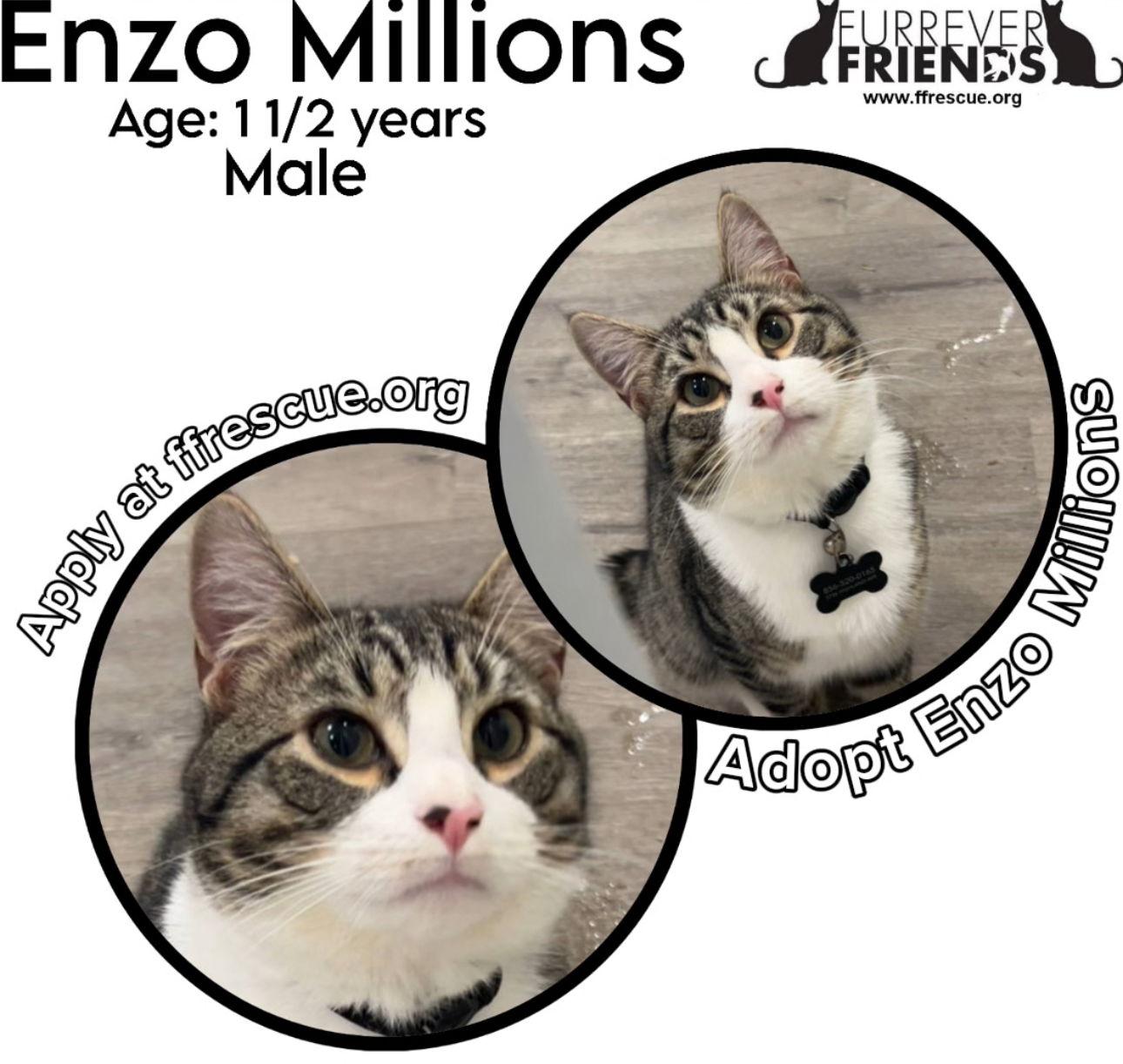 Enlarge Enzo Millions, a Adoptable Domestic Short Hair in Woodbury, NJ image 3/3