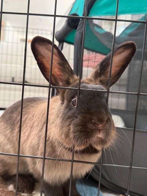 Rumba, an adopted American Sable in Salt Lake City, UT image 5/6