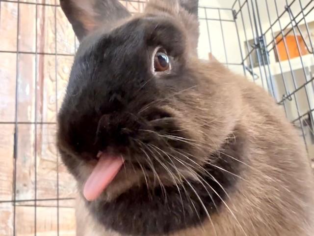 Rumba, an adopted American Sable in Salt Lake City, UT image 6/6