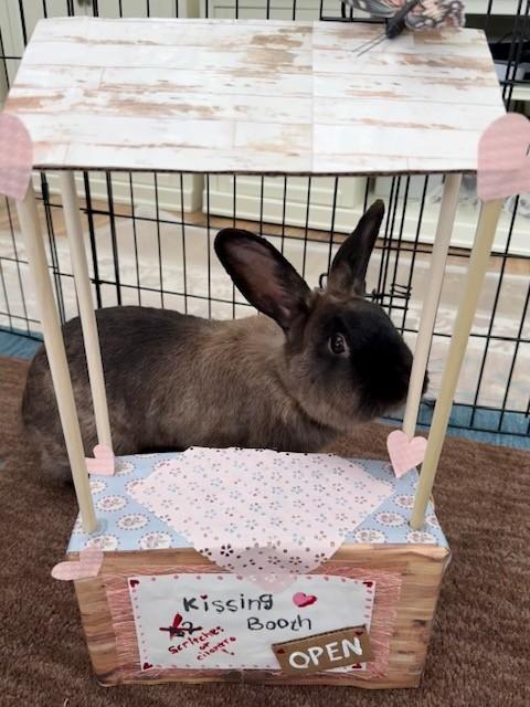 Rumba, an adopted American Sable in Salt Lake City, UT image 3/6