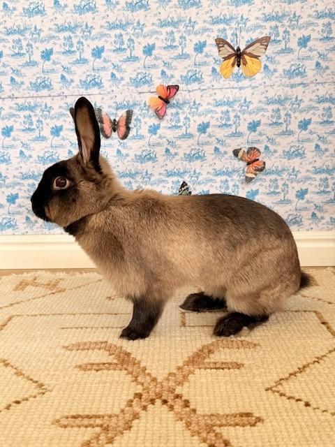 Rumba, ADOPTABLE, Adult Female American Sable.