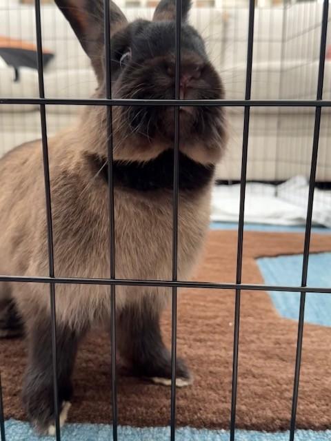 Rumba, an adopted American Sable in Salt Lake City, UT image 2/6