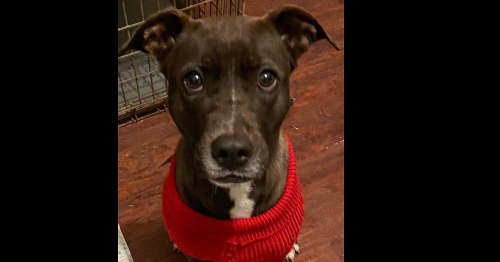 Roxy (CP), Adoptable, Young Female Labrador Retriever & Terrier.