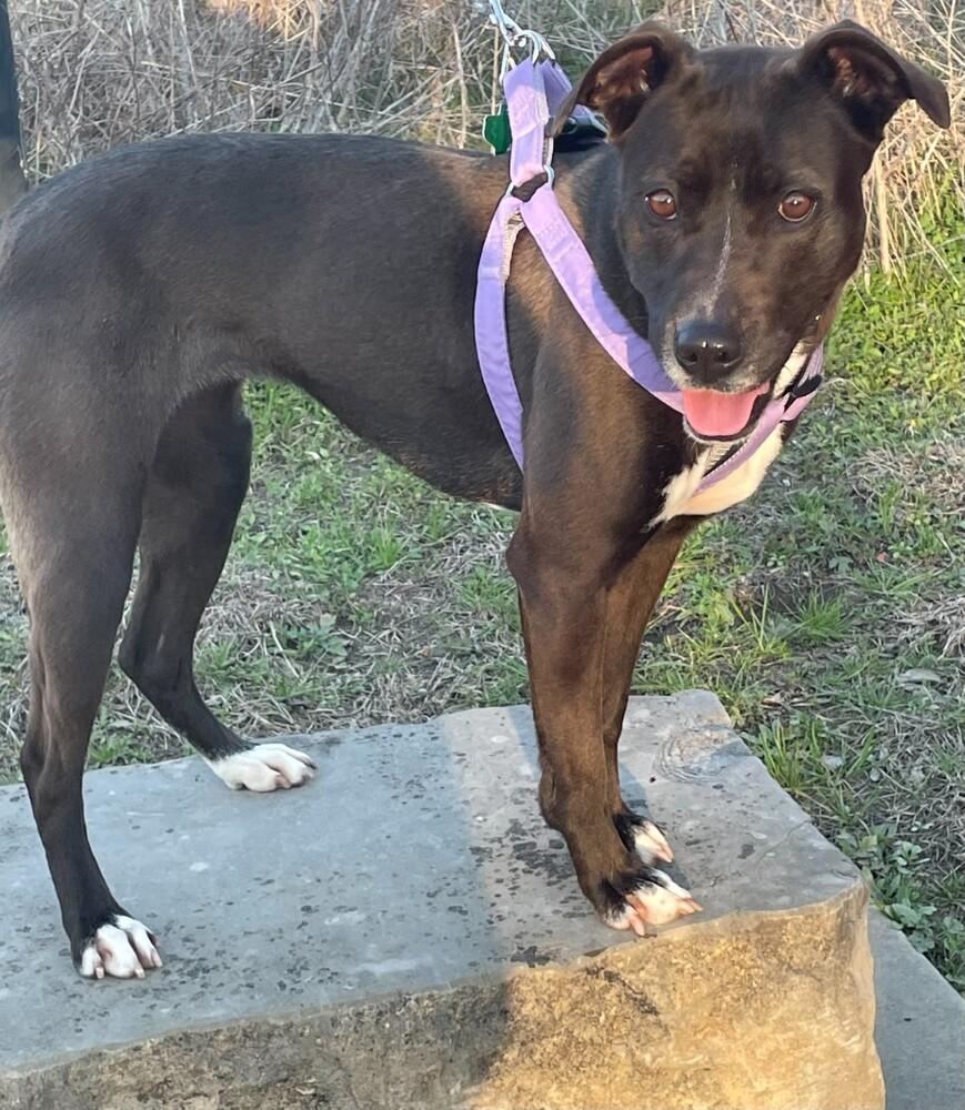 Roxy (CP), a Adoptable mixed breed in Dallas, TX image 2/2