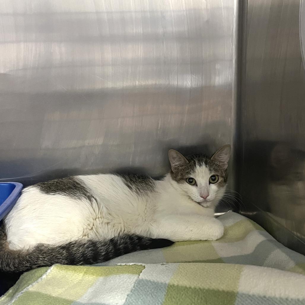 Barn cat (Pansy), Adoptable, Adult Female Domestic Short Hair.