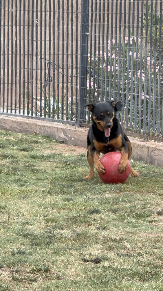 Obi, Adoptable, Young Male Rottweiler.