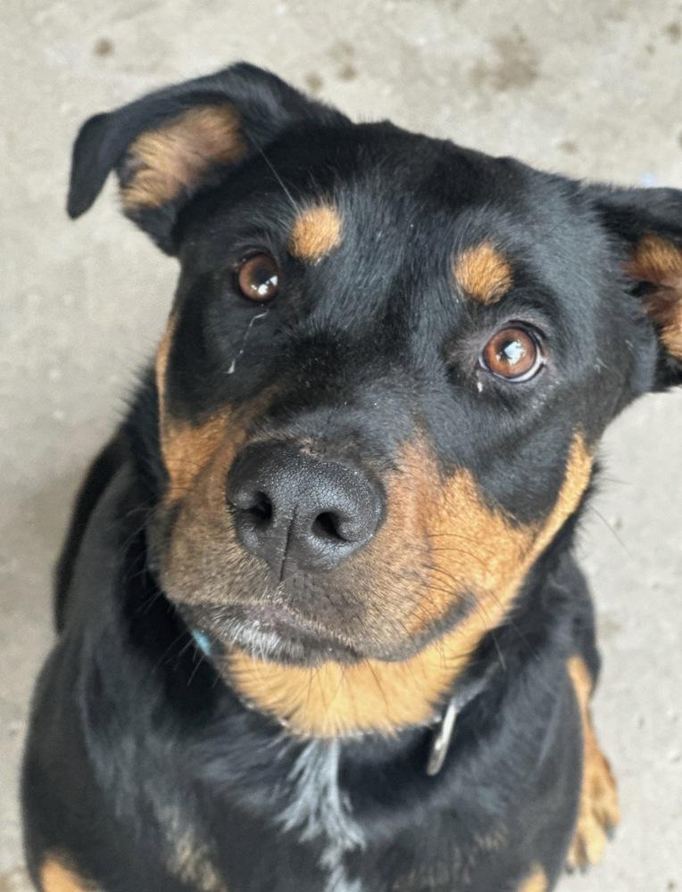 Obi, Adoptable, Young Male Rottweiler.