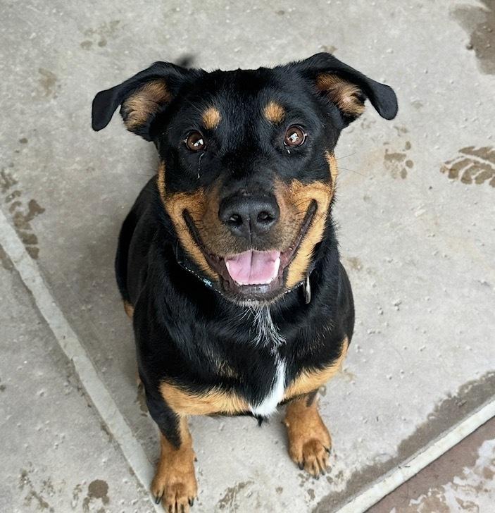 Obi, Adoptable, Young Male Rottweiler.