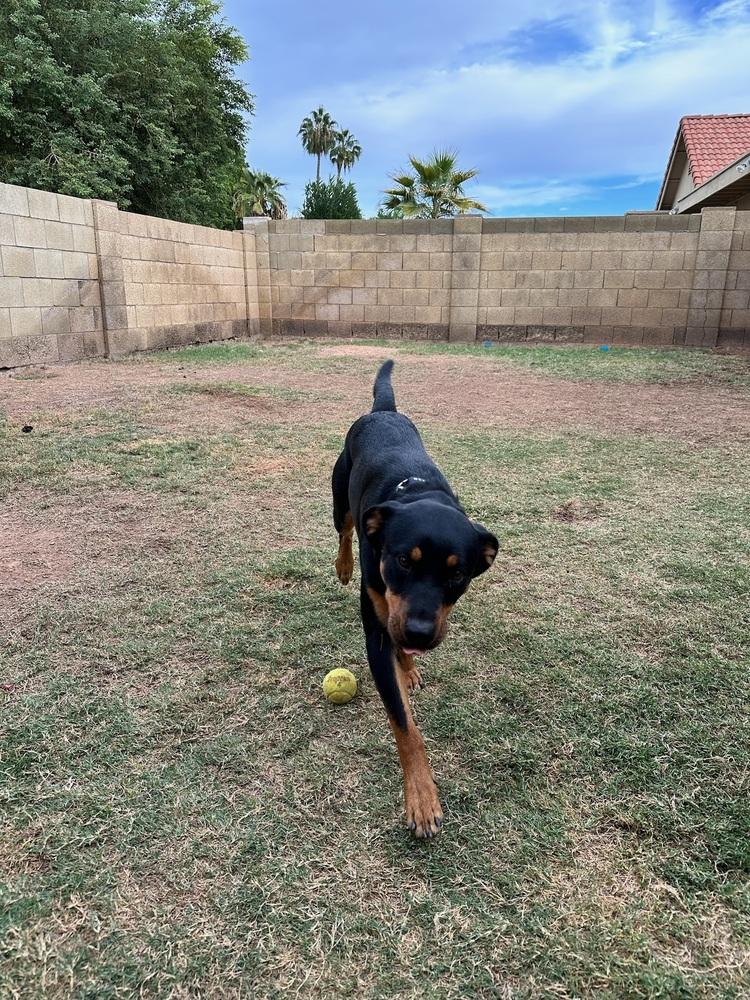Enlarge Obi, a Adoptable Rottweiler in Gilbert, AZ image 3/6