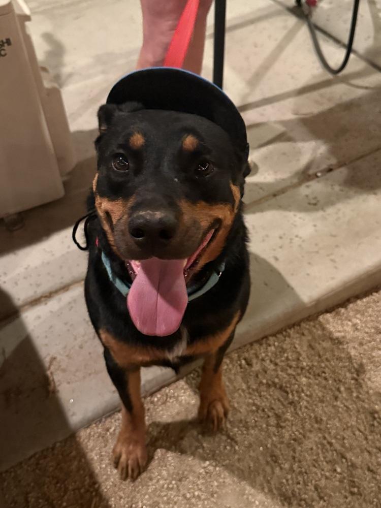 Obi, a Adoptable Rottweiler in Gilbert, AZ image 2/5
