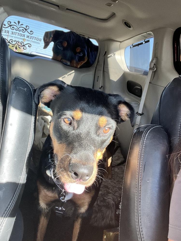 Enlarge Obi, a Adoptable Rottweiler in Gilbert, AZ image 4/6