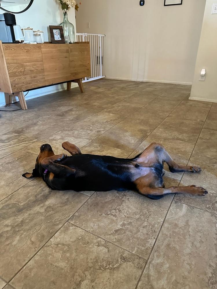 Enlarge Obi, a Adoptable Rottweiler in Gilbert, AZ image 5/6