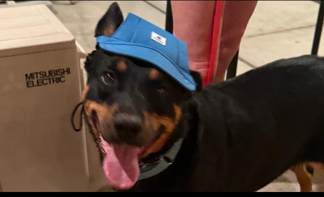 Obi, a Adoptable Rottweiler in Gilbert, AZ image 3/5