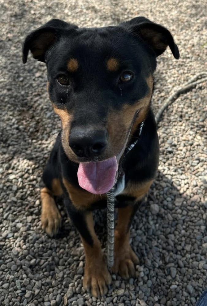 Enlarge Obi, a Adoptable Rottweiler in Gilbert, AZ image 6/6