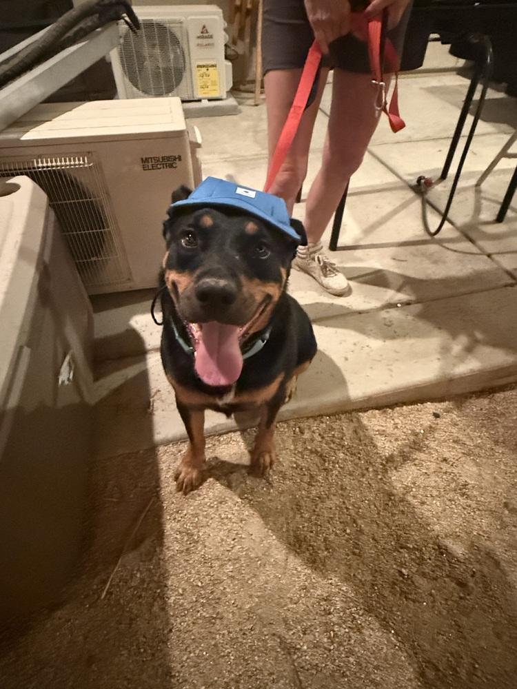 Obi, a Adoptable Rottweiler in Gilbert, AZ image 4/5