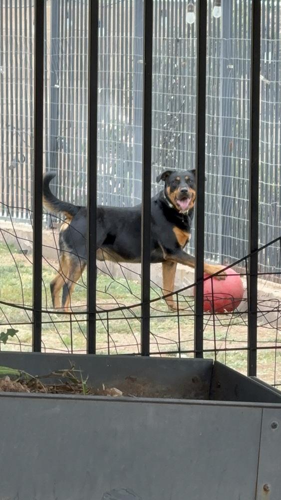 Obi, a Adoptable Rottweiler in Gilbert, AZ image 5/5