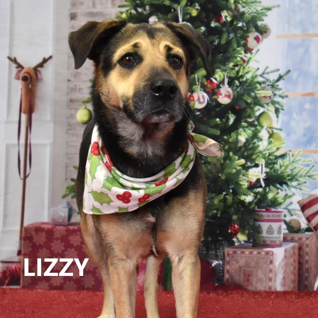 Enlarge Lizzy, a Adoptable mixed breed in Yuma, AZ image 1/3