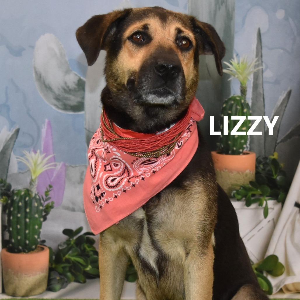Enlarge Lizzy, a Adoptable mixed breed in Yuma, AZ image 2/3