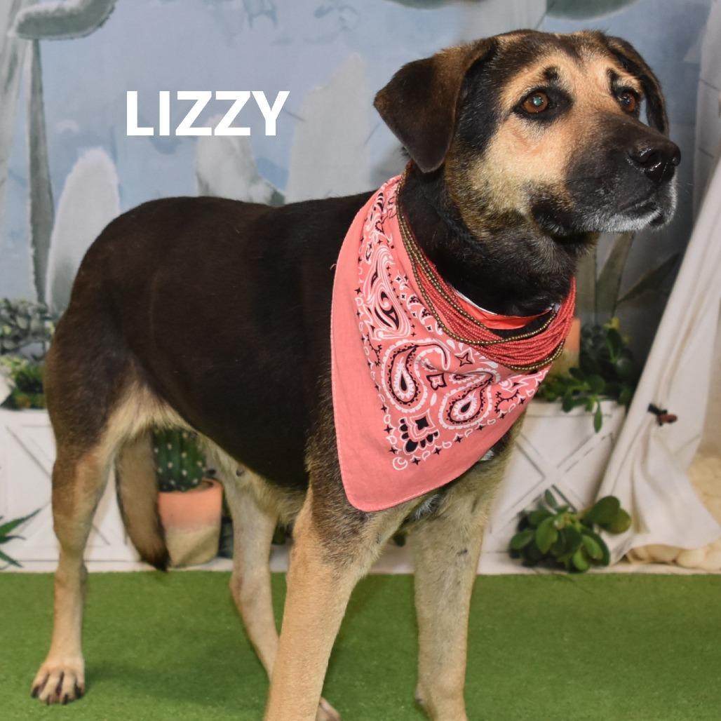 Enlarge Lizzy, a Adoptable mixed breed in Yuma, AZ image 3/3