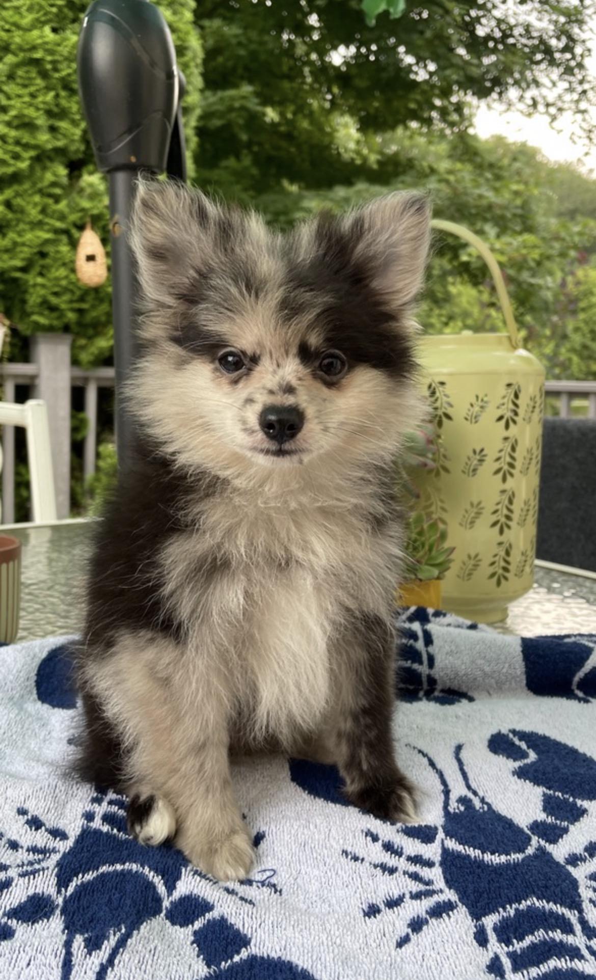 Pixie, ADOPTABLE, Puppy Female Pomeranian & Chihuahua.