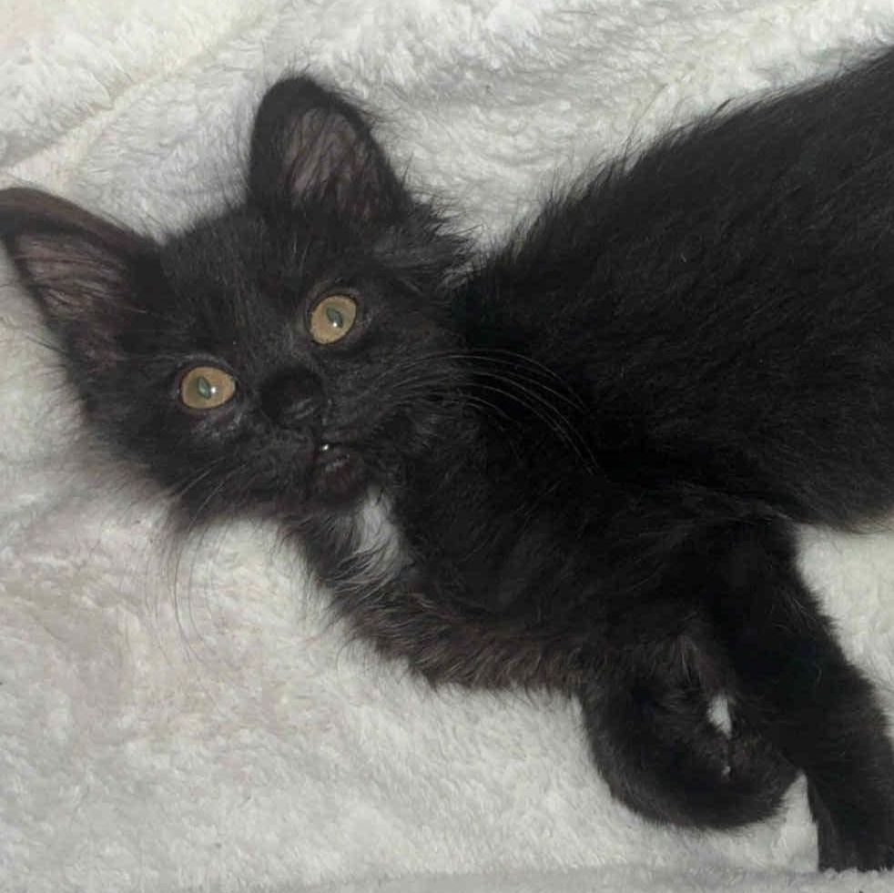 Mac, adopted, Kitten Female Domestic Short Hair.