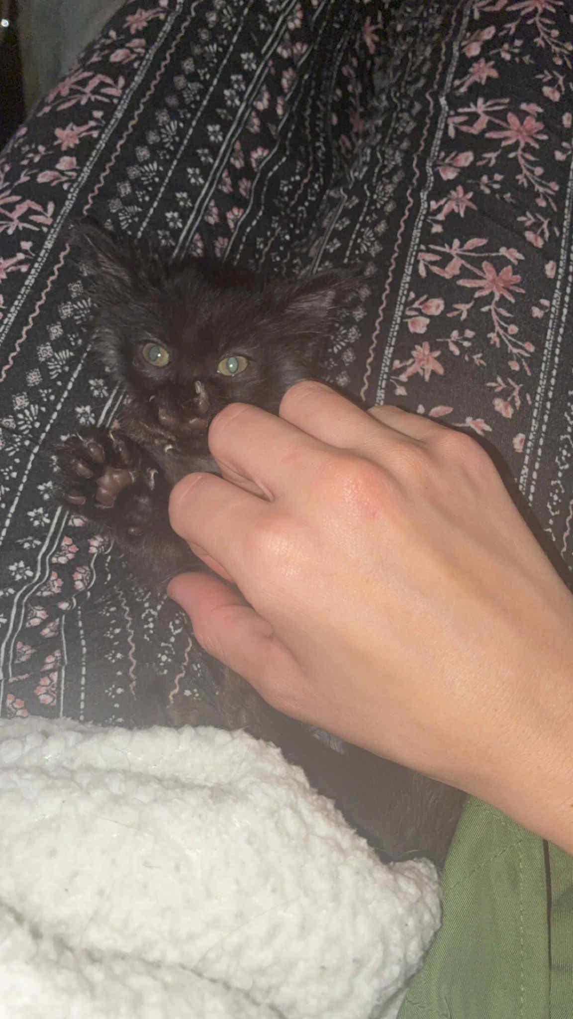 Enlarge Mac, an adopted Domestic Short Hair in Edmond, OK image 3/4