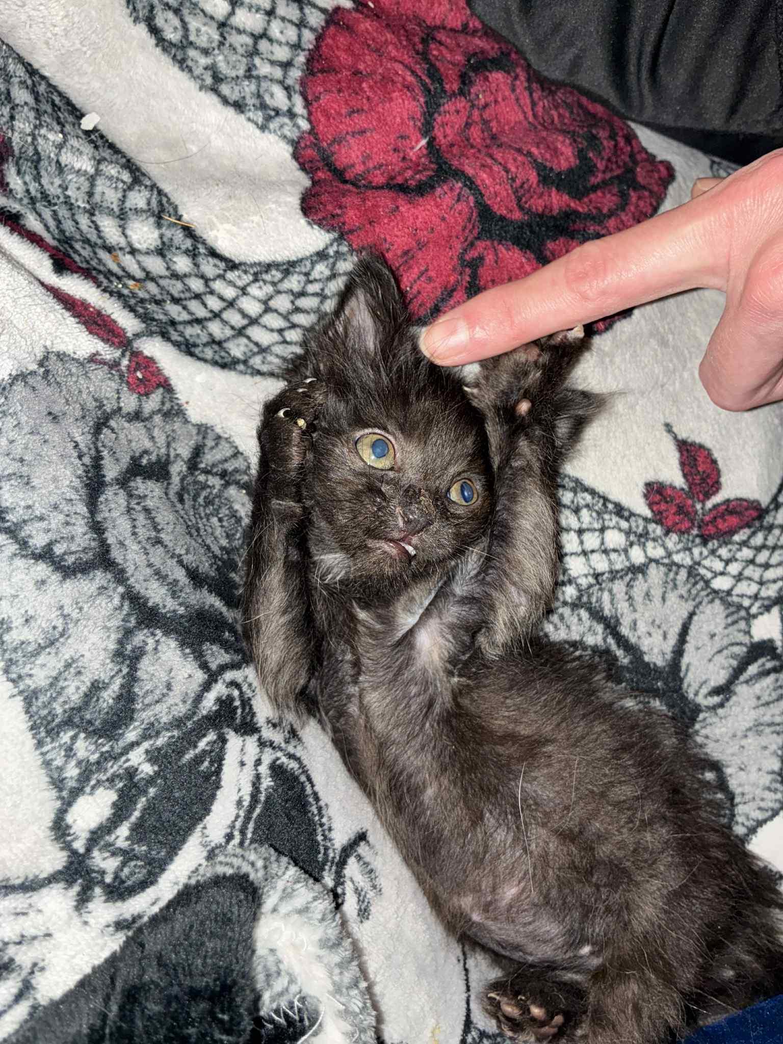 Enlarge Mac, an adopted Domestic Short Hair in Edmond, OK image 4/4