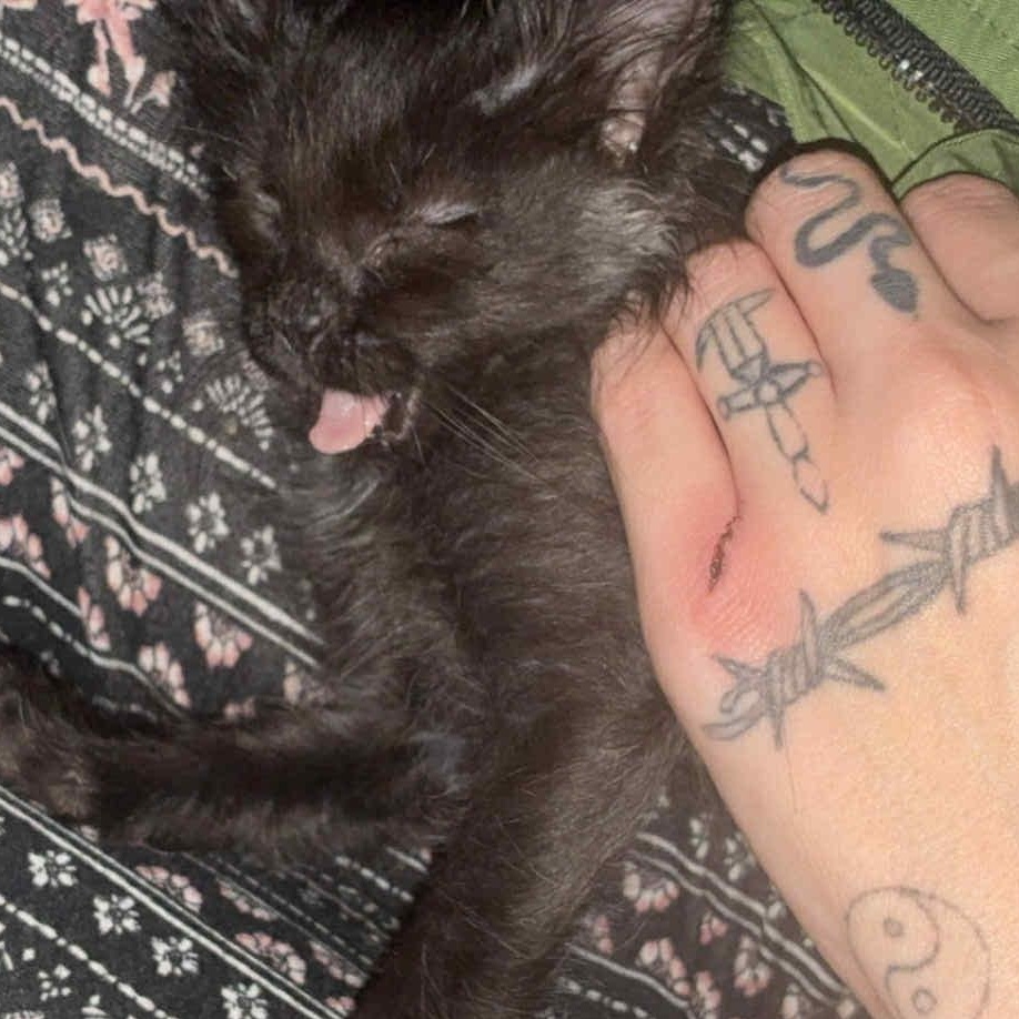 Enlarge Mac, an adopted Domestic Short Hair in Edmond, OK image 2/4