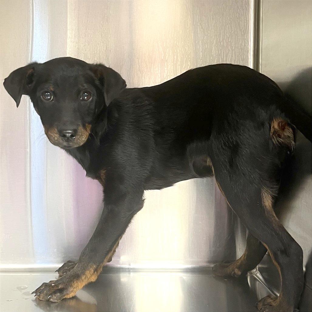 Mickey Mouse, adopted, Puppy Male Doberman Pinscher.