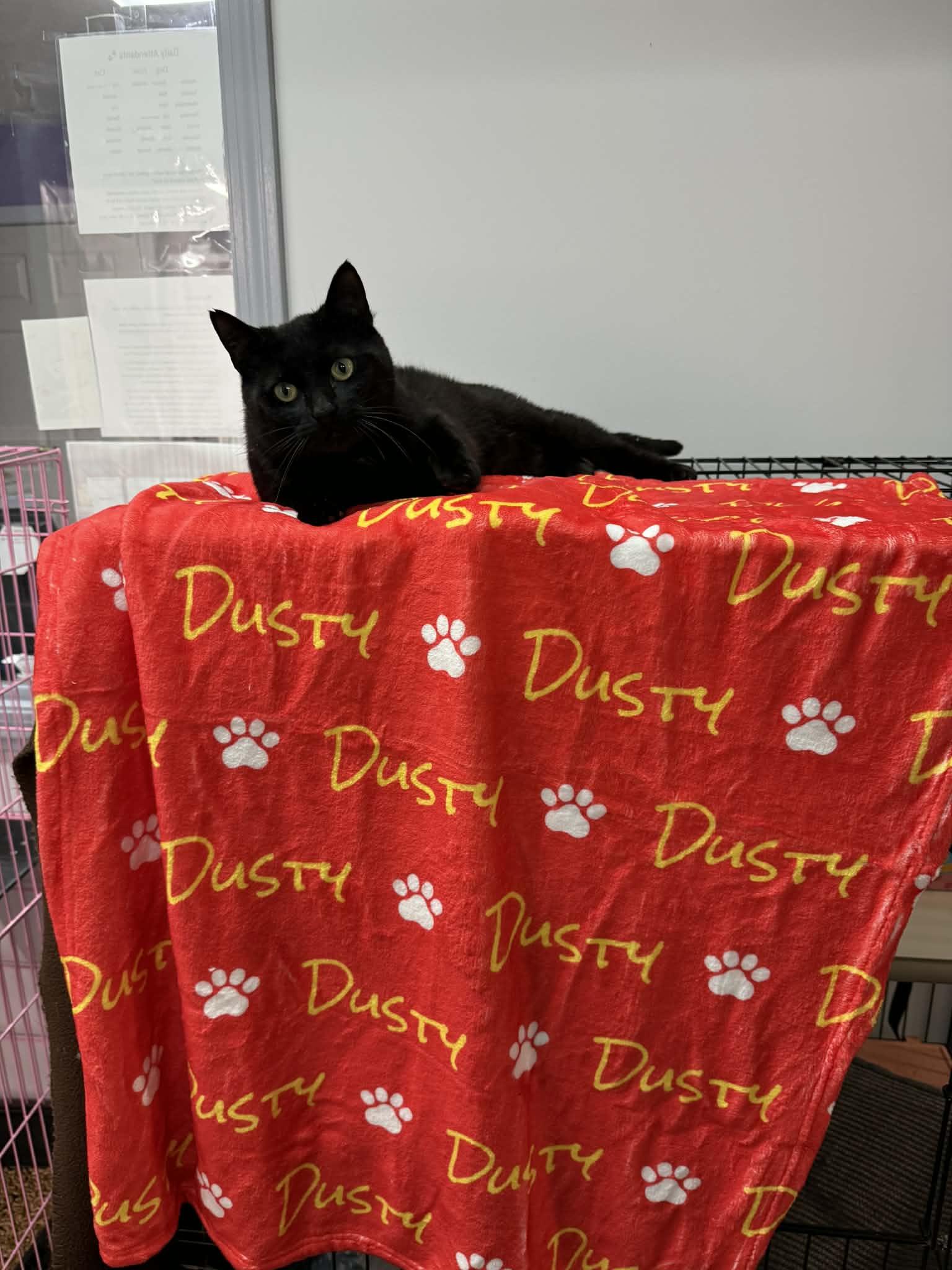 Dusty, ADOPTABLE, Adult Male Domestic Short Hair.