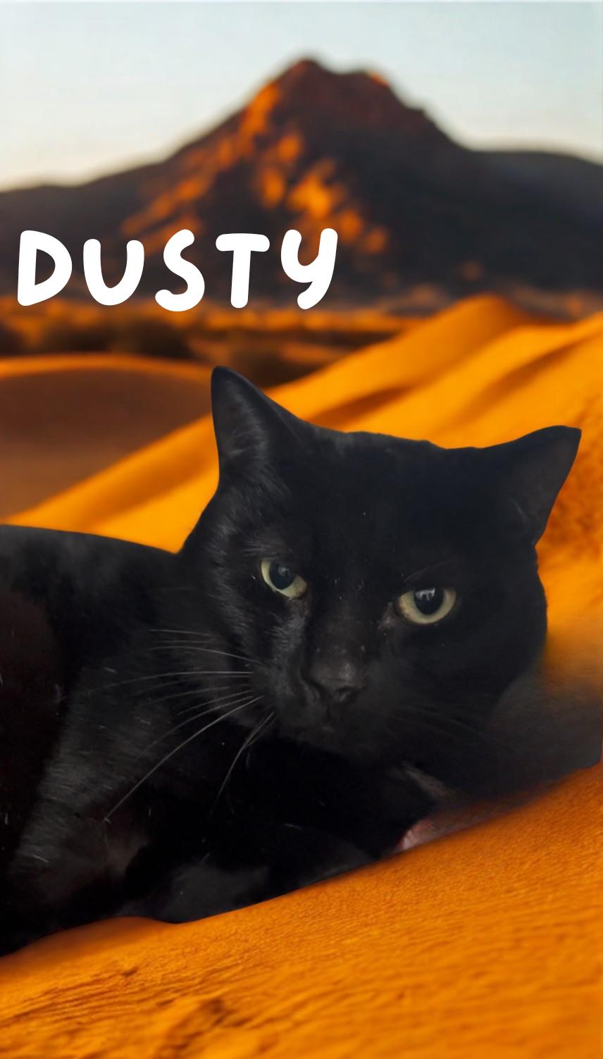 Dusty, ADOPTABLE, Adult Male Domestic Short Hair.