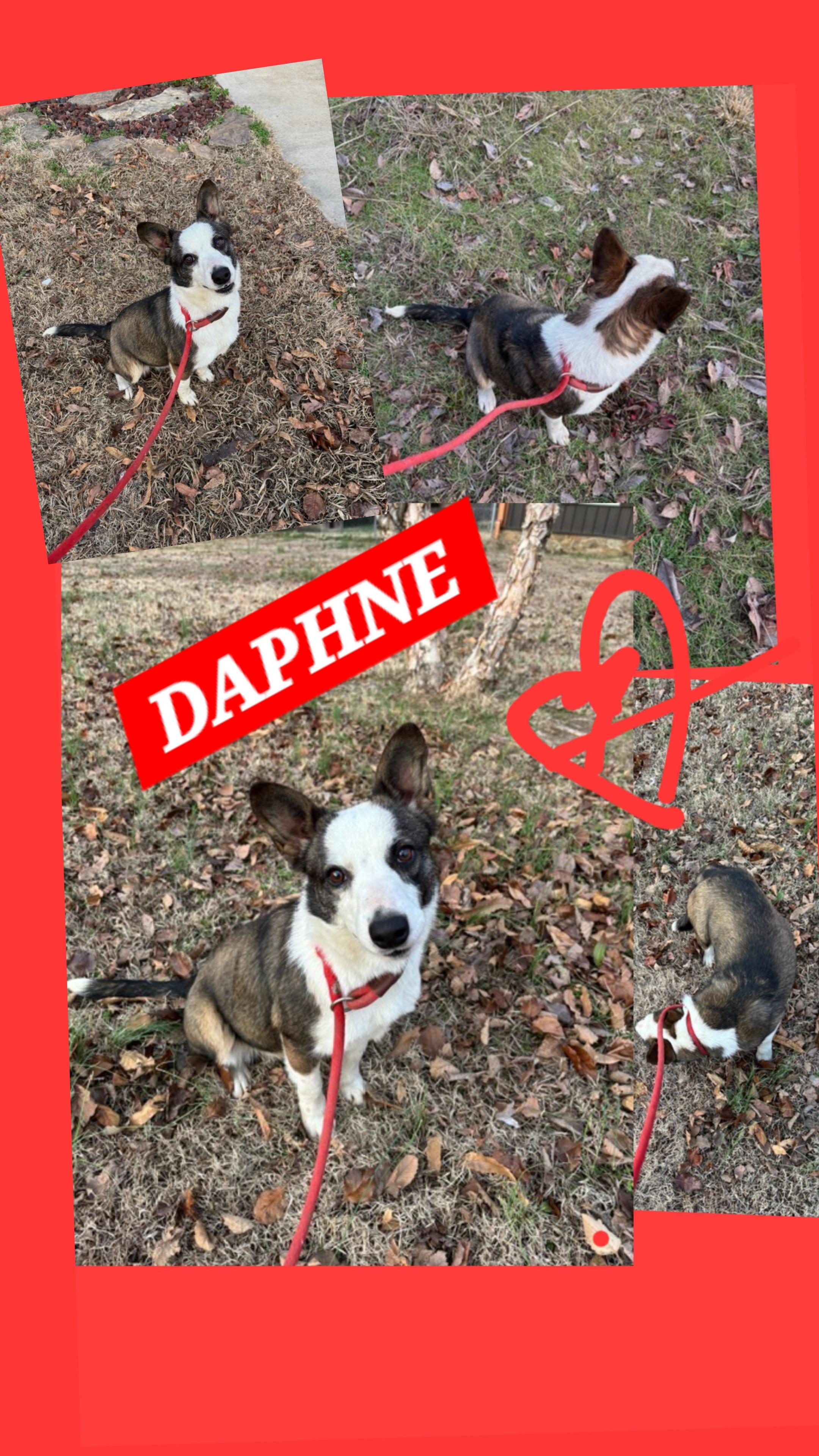 Enlarge DAPHNE, a ADOPTABLE mixed breed in Jackson, TN image 1/5