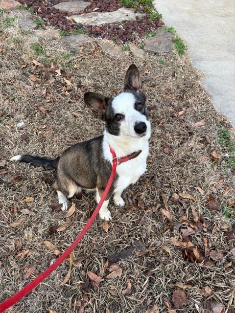 Enlarge DAPHNE, a ADOPTABLE mixed breed in Jackson, TN image 3/5