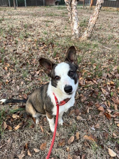 Enlarge DAPHNE, a ADOPTABLE mixed breed in Jackson, TN image 2/5