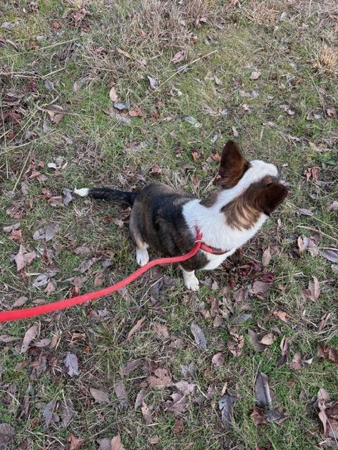 Enlarge DAPHNE, a ADOPTABLE mixed breed in Jackson, TN image 4/5