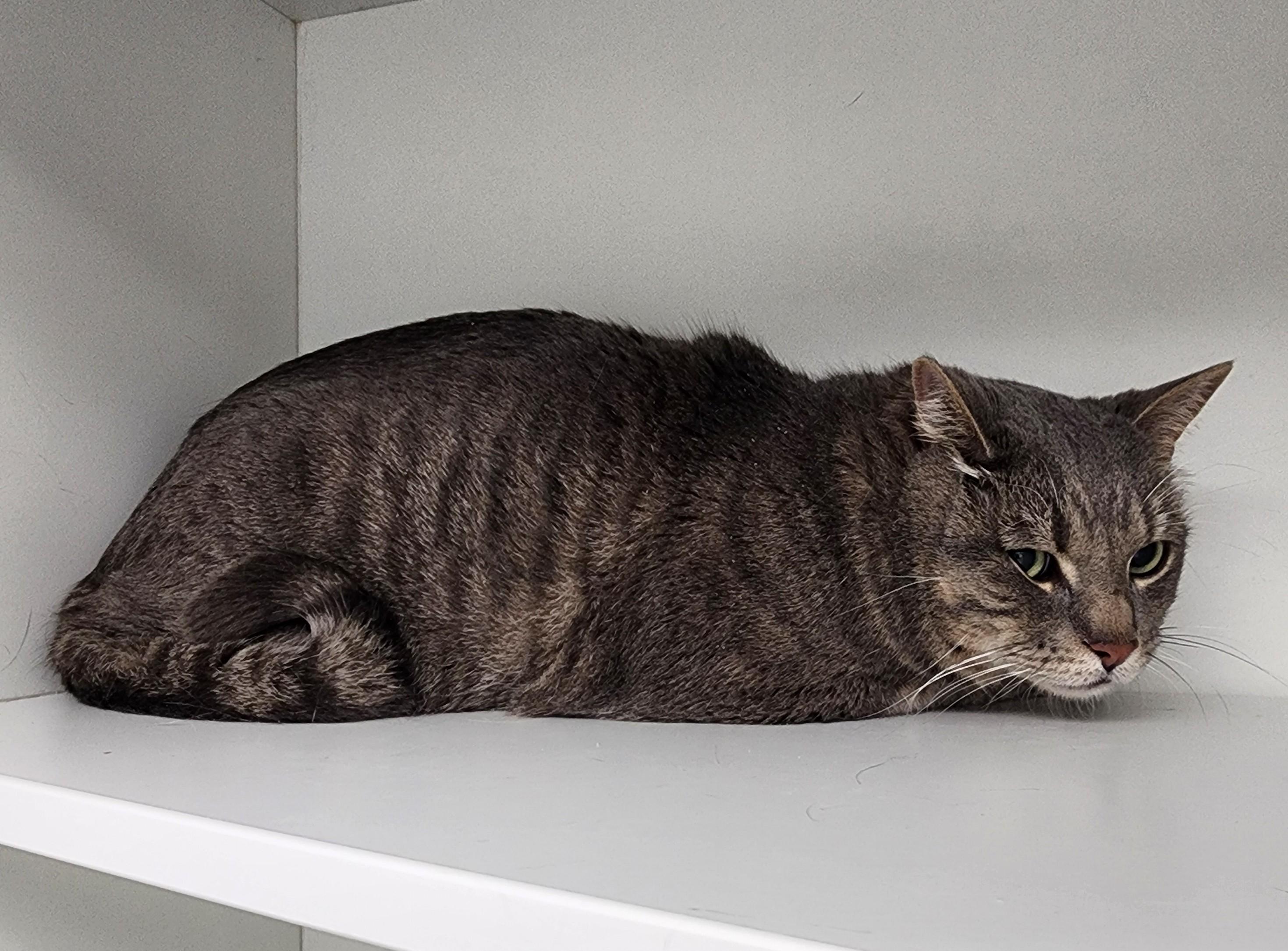 Enlarge MR KITTY, a ADOPTABLE Domestic Short Hair in Beulah, MI image 1/1