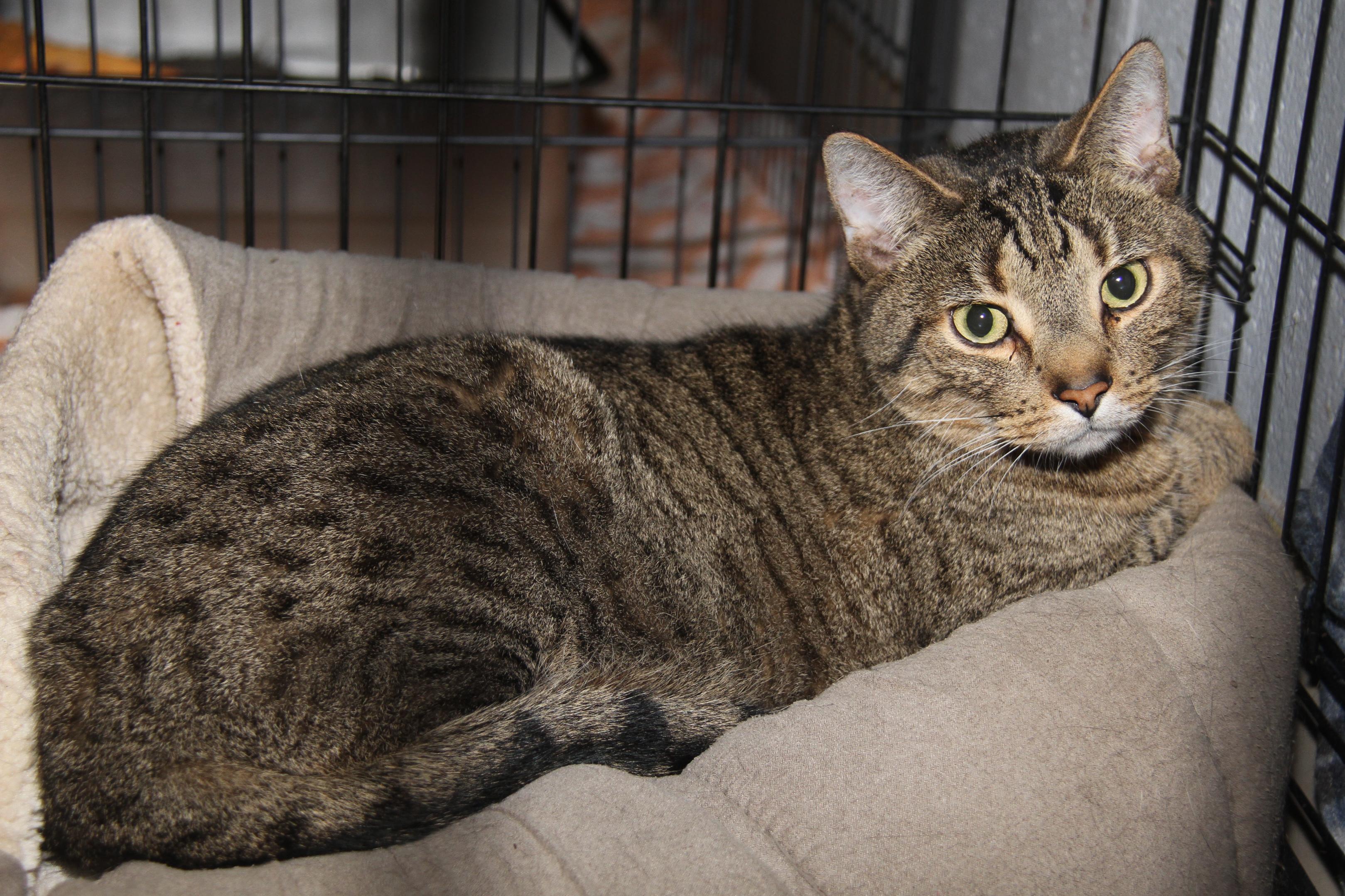 Daisy Mae & Angel (Spayed/Neutered) (Bonded Pair)