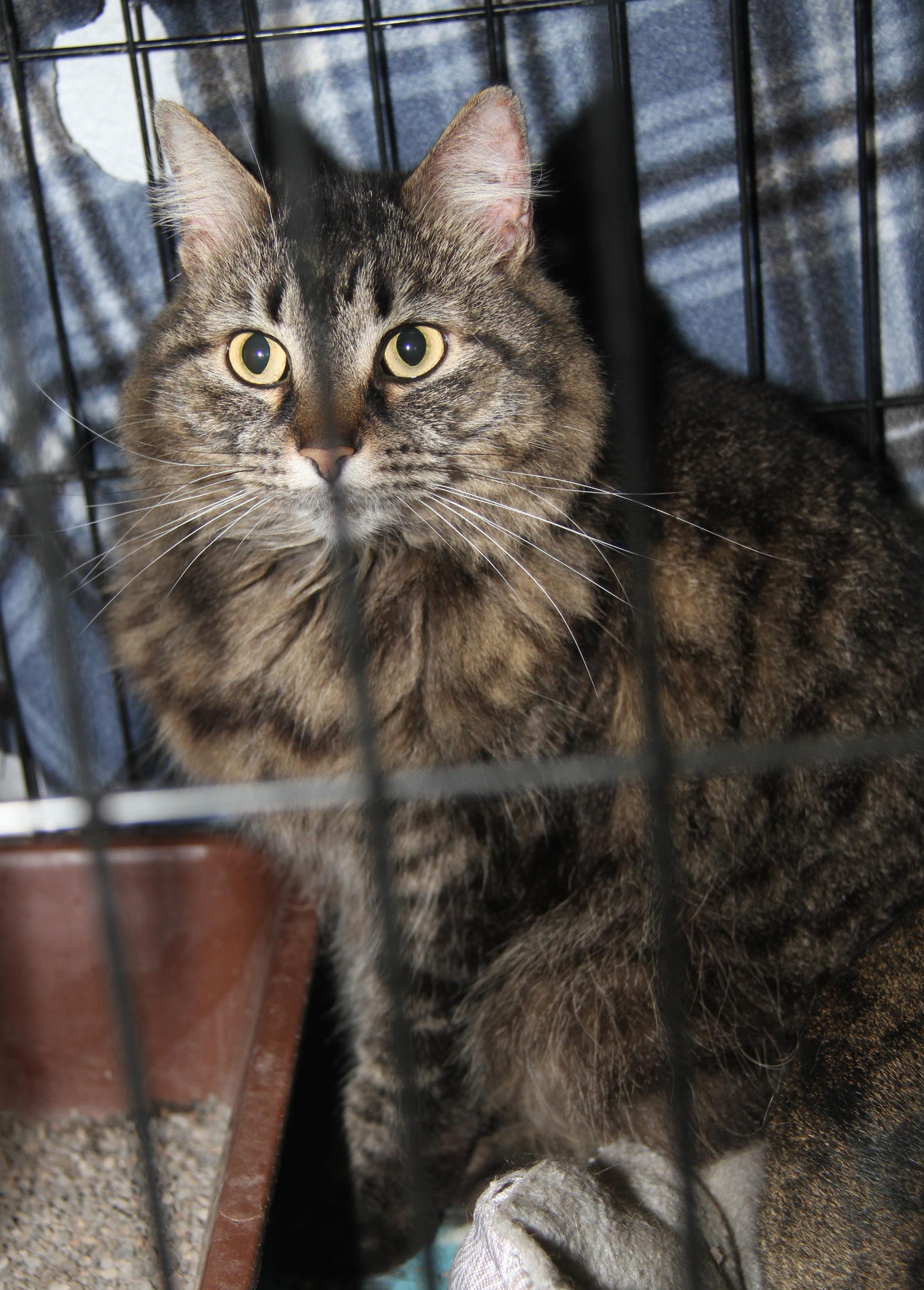 Daisy Mae & Angel (Spayed/Neutered) (Bonded Pair)