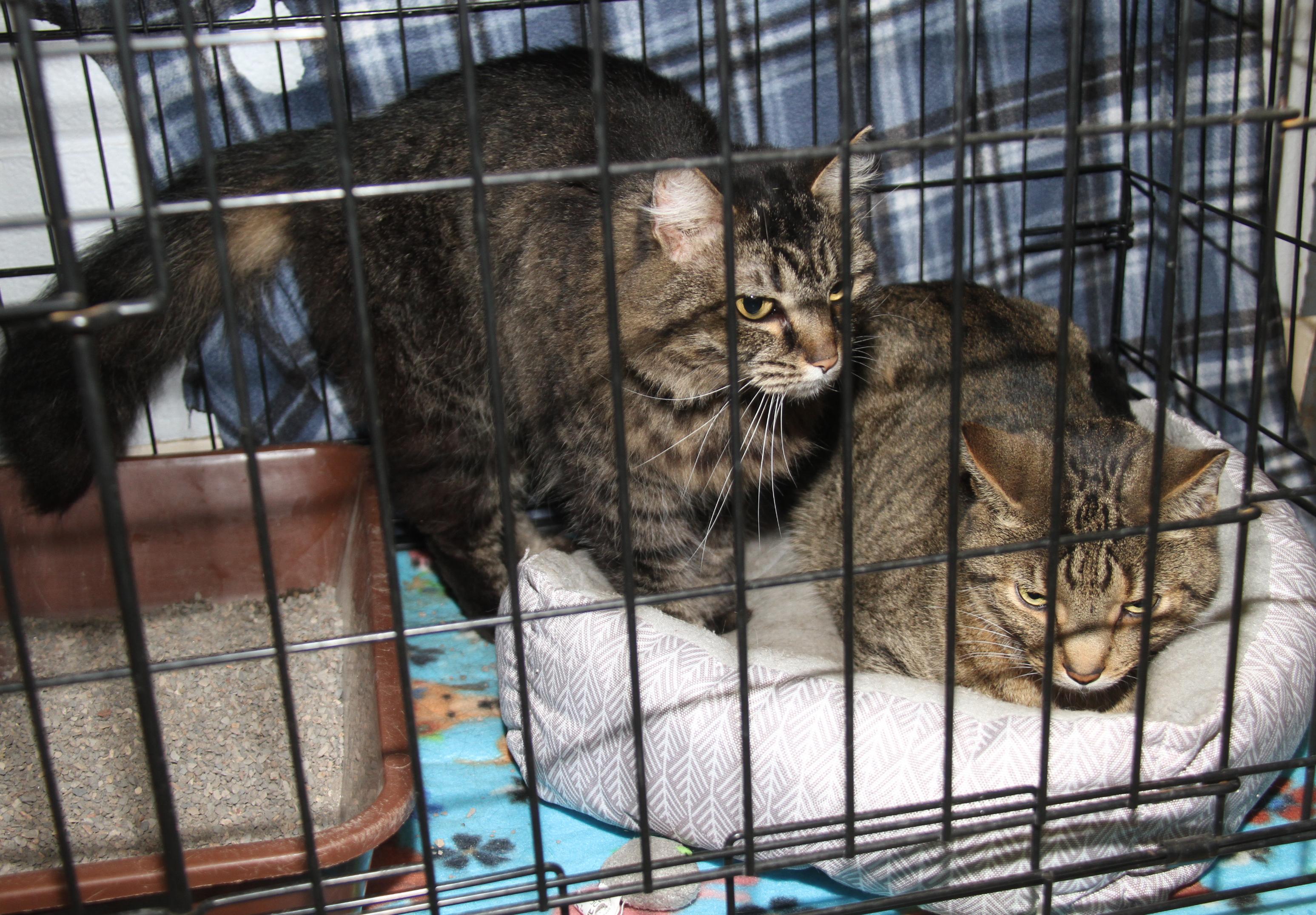 Daisy Mae & Angel (Spayed/Neutered) (Bonded Pair)