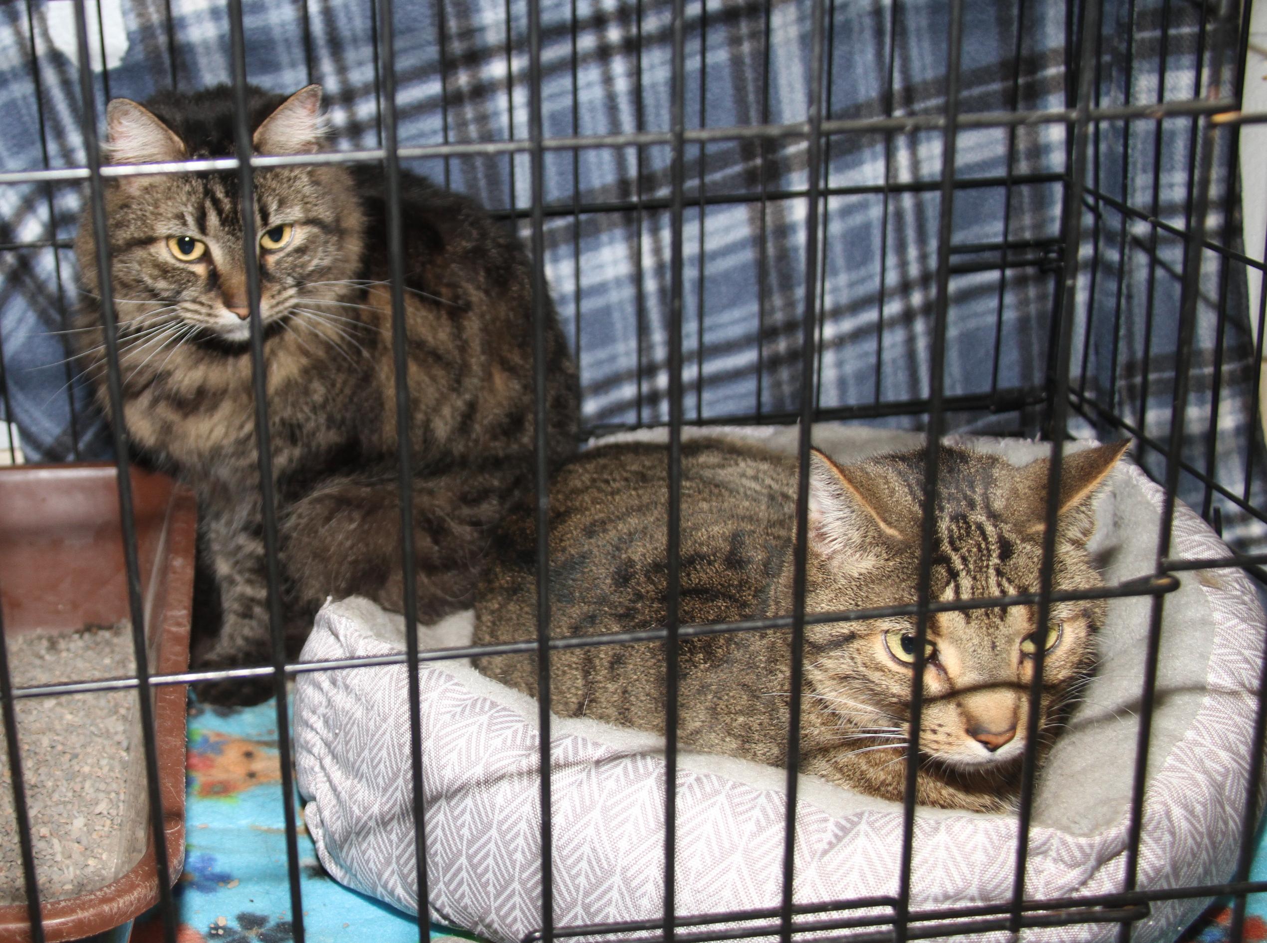 Daisy Mae & Angel (Spayed/Neutered) (Bonded Pair)