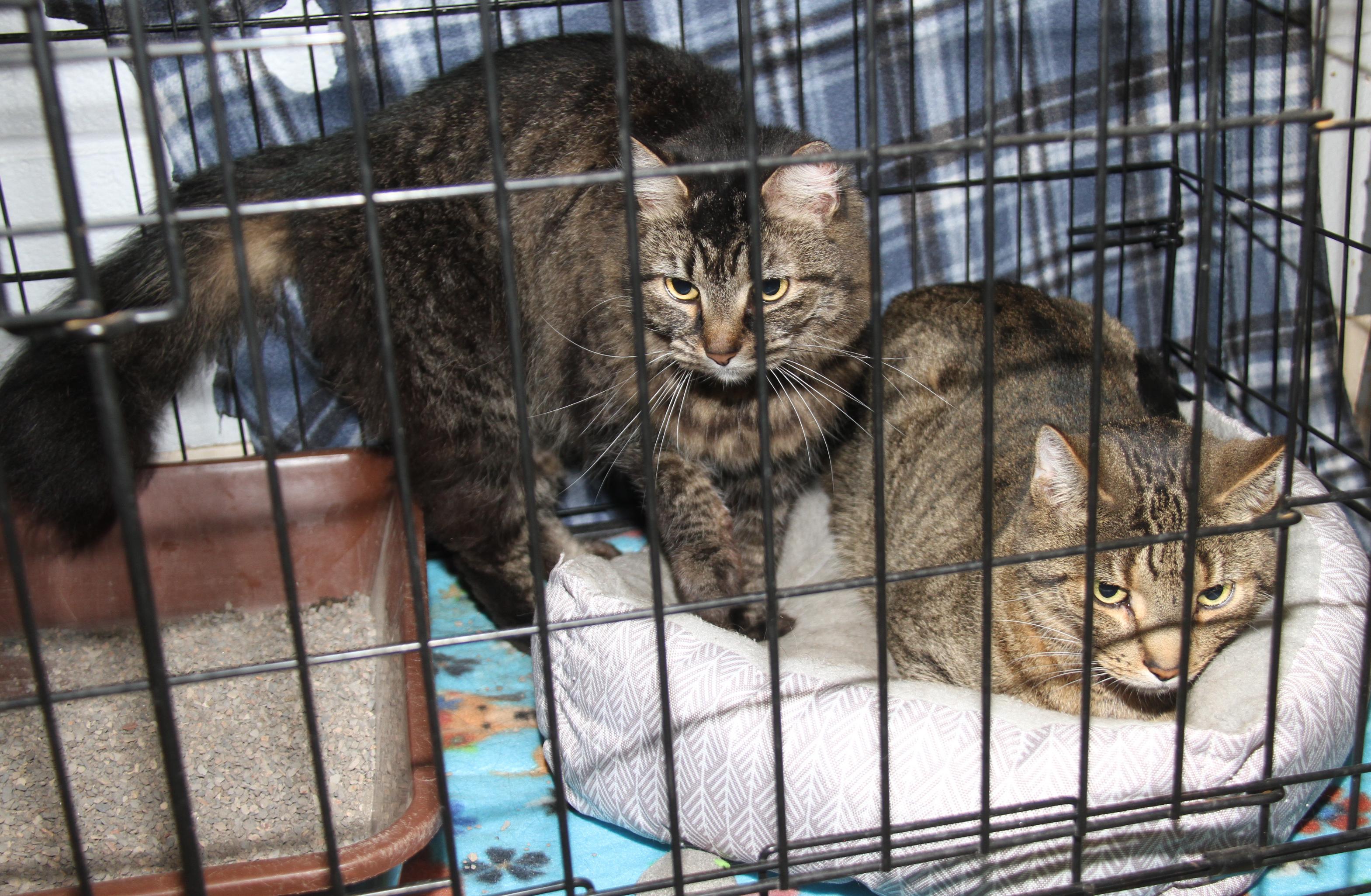 Daisy Mae & Angel (Spayed/Neutered) (Bonded Pair), Adult Male Tabby