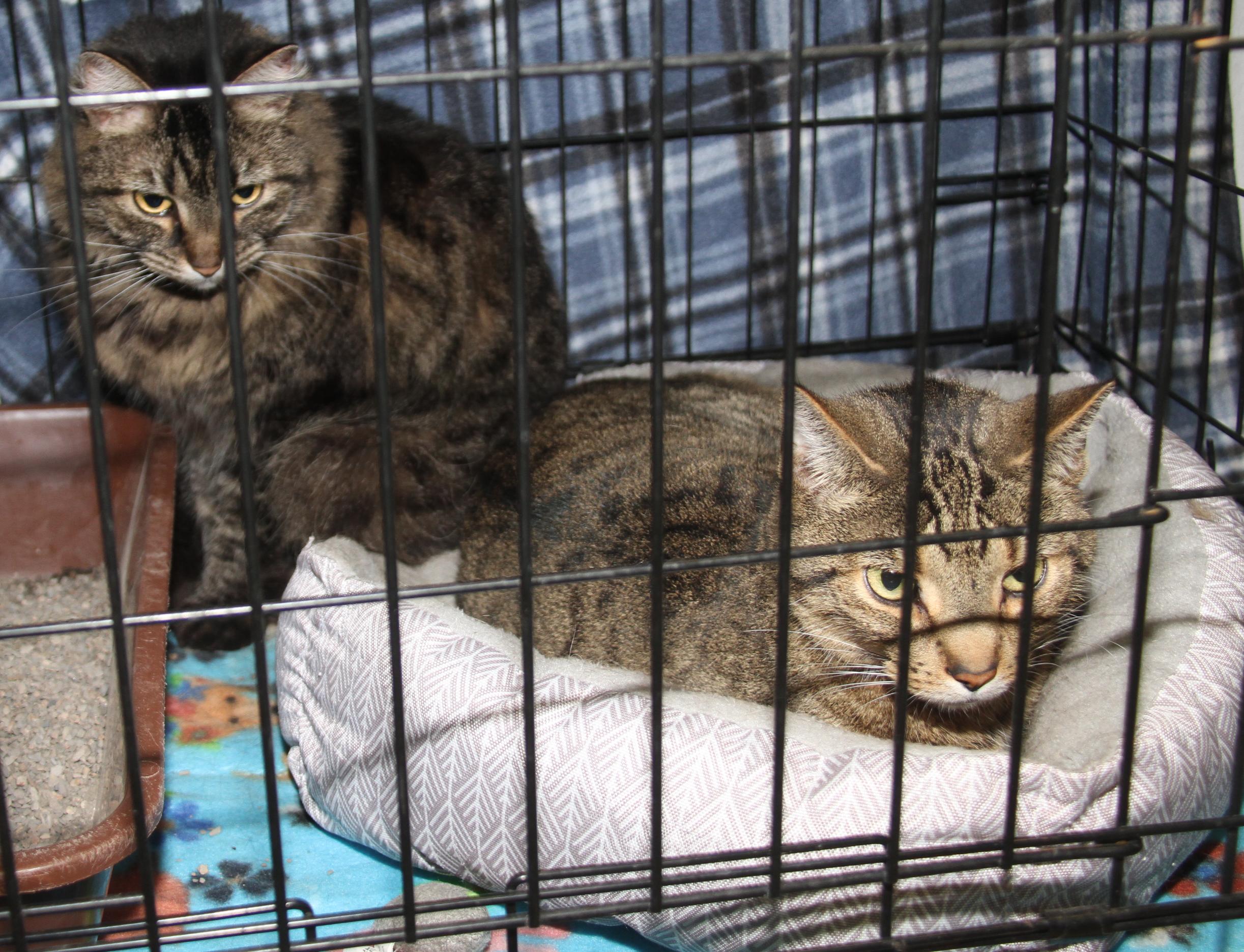 Daisy Mae & Angel (Spayed/Neutered) (Bonded Pair)