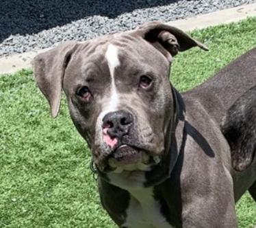 Enlarge URGENT-My best friend was adopted. I was left behind. Bernardo A550859, an adopted Pit Bull Terrier in Calabasas, CA image 1/6