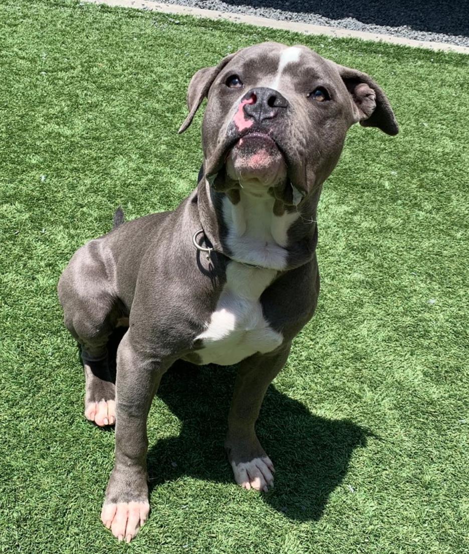 Enlarge URGENT-My best friend was adopted. I was left behind. Bernardo A550859, an adopted Pit Bull Terrier in Calabasas, CA image 4/6