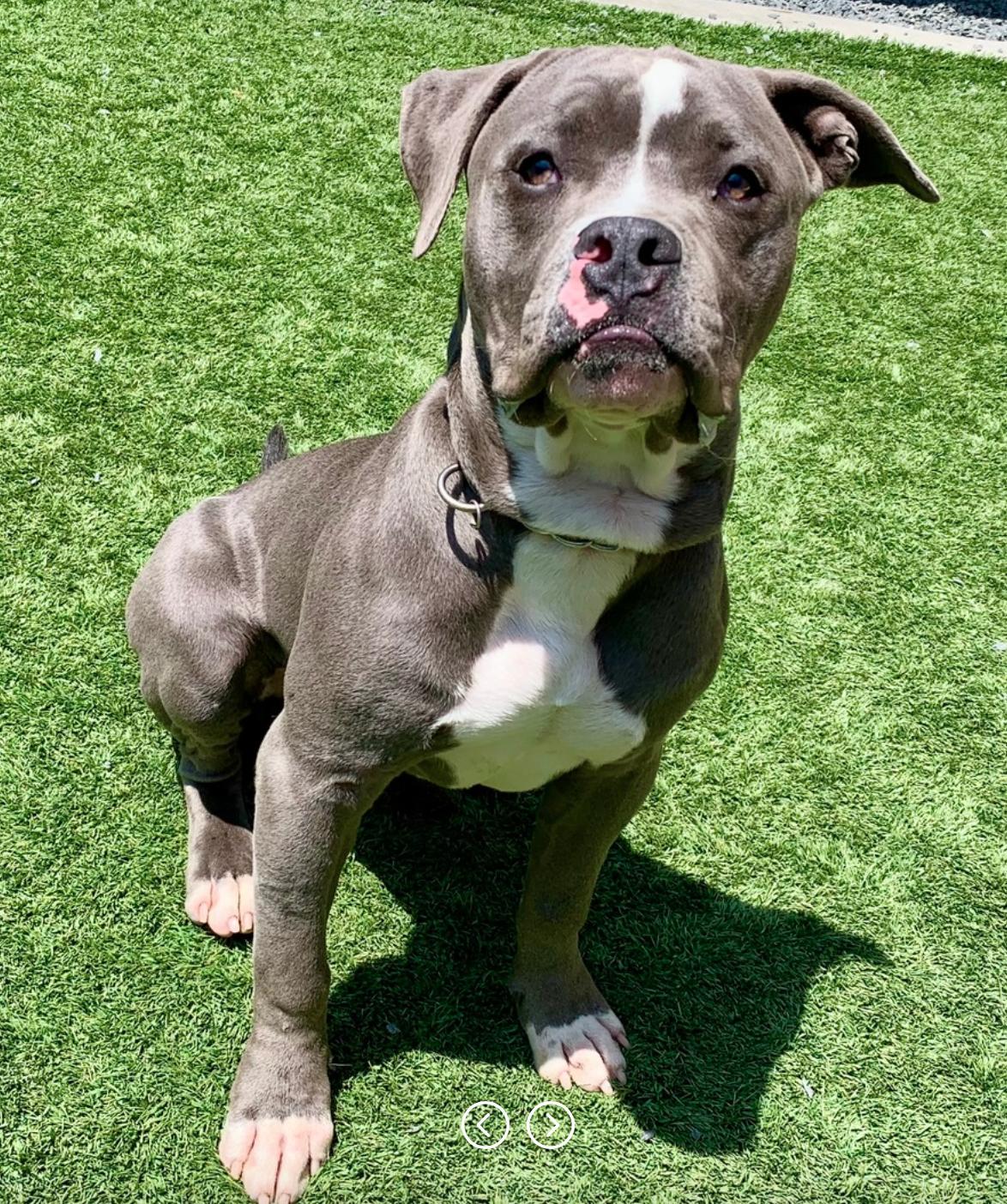 Enlarge URGENT-My best friend was adopted. I was left behind. Bernardo A550859, an adopted Pit Bull Terrier in Calabasas, CA image 2/6