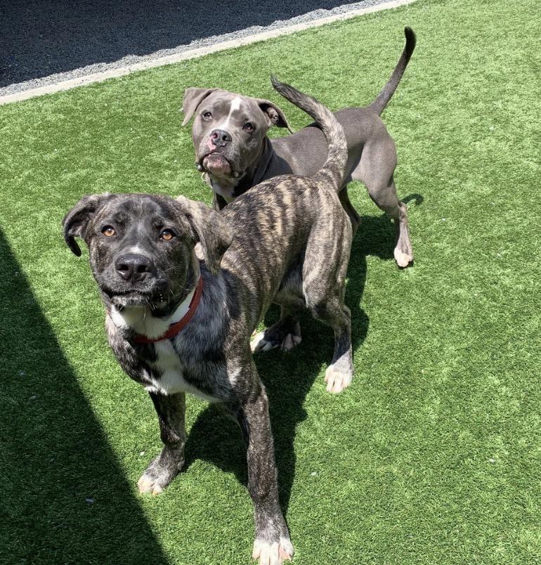 Enlarge URGENT-My best friend was adopted. I was left behind. Bernardo A550859, an adopted Pit Bull Terrier in Calabasas, CA image 5/6